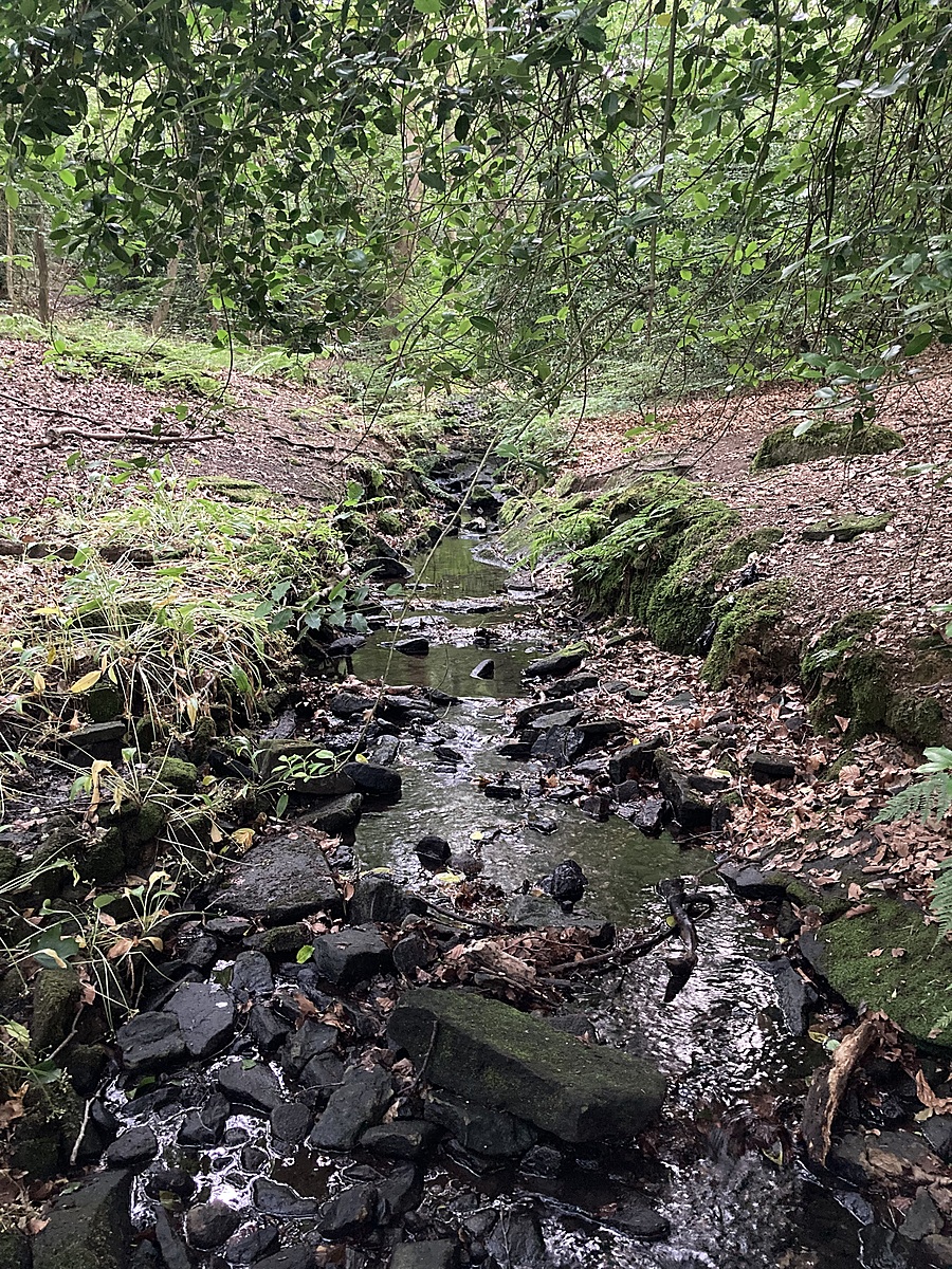 Water Quality Testing Data for Ram Beck, Ram Beck - Water Rangers