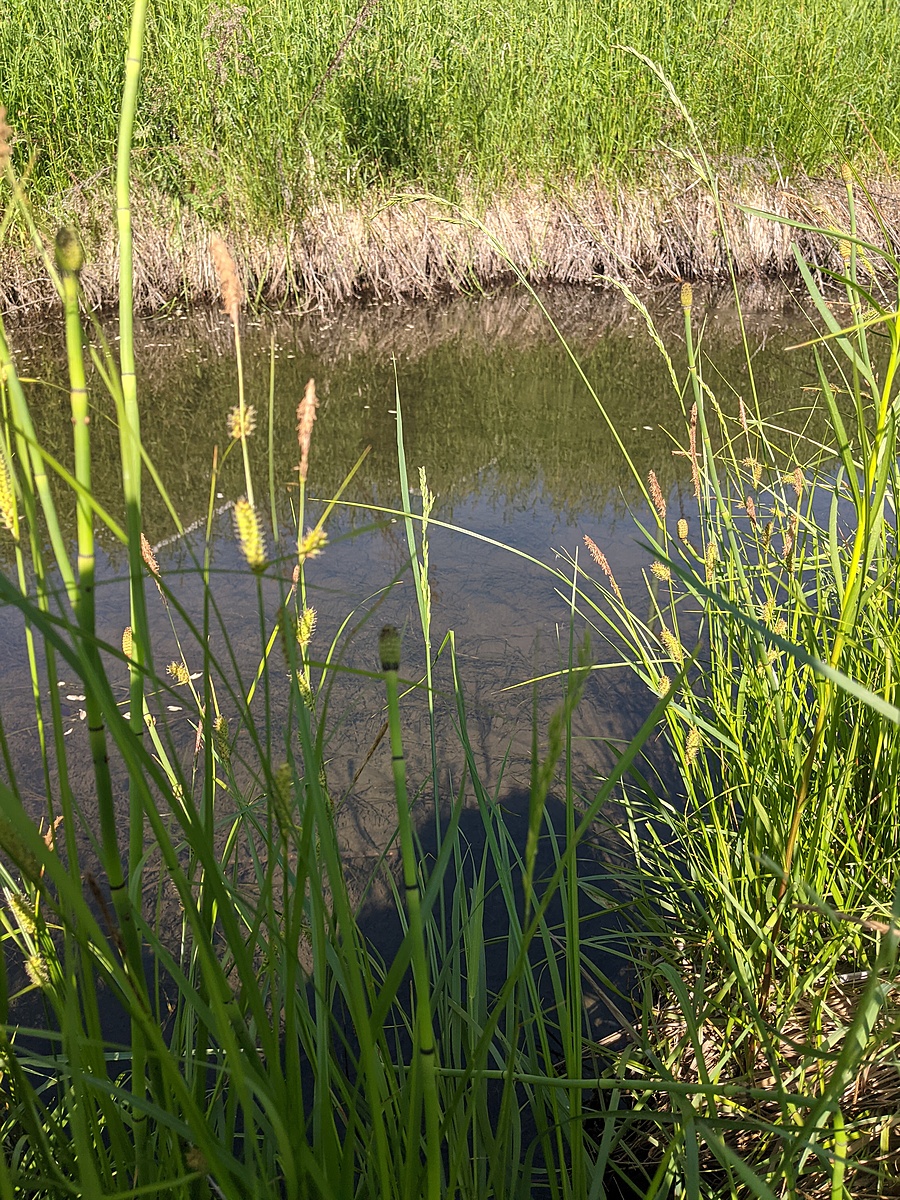 Water Quality Testing Data for Kelowna Wastewater treatment facility