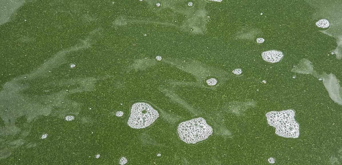 Water Quality Testing Data for Lac La Biche , Lac La Biche Water Rangers